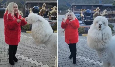 Safiye Soyman elleriyle besleği alpakanın yaptığı karşısında şoke oldu