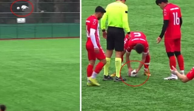 Sahalarda eşi benzeri görülmemiş olay! Top çarpan hayvanı kalp masajıyla hayata döndürdü