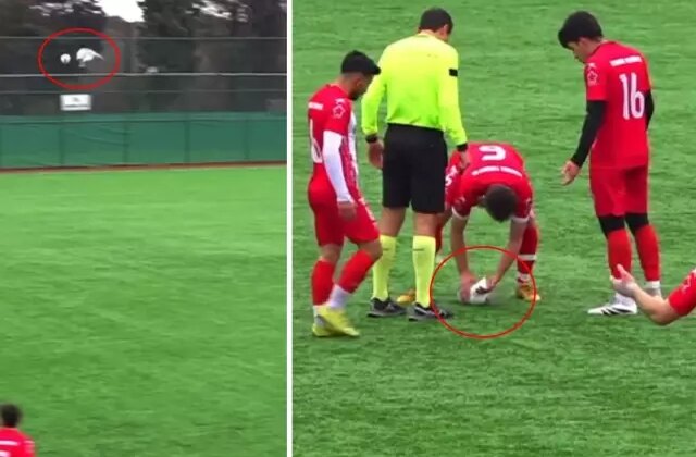 Sahalarda eşi benzeri görülmemiş olay! Top çarpan hayvanı kalp masajıyla hayata döndürdü