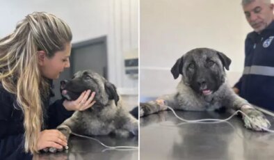 Kamyonetin arkasında ölüme sürüklenen köpeği Seren Serengil sahiplendi