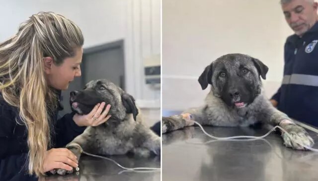 Kamyonetin arkasında ölüme sürüklenen köpeği Seren Serengil sahiplendi