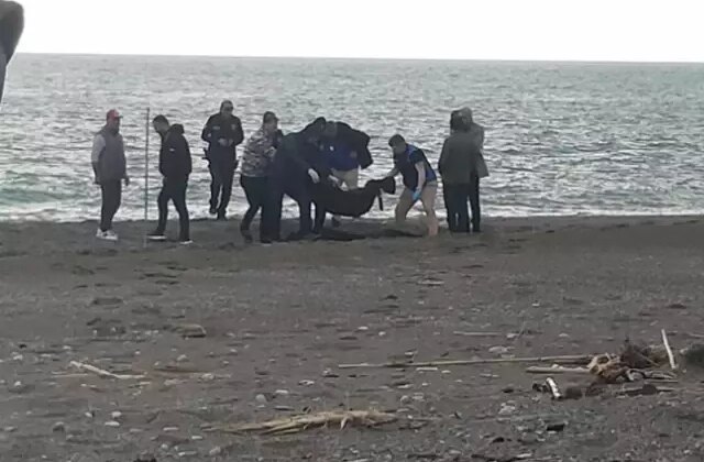 Sahilde kan donduran manzara! Yürürken fark edip telefona sarıldı