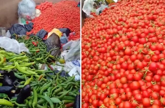 Sapasağlam sebzeleri çöpe attılar