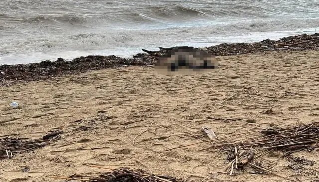 Sarımsaklı Sahili’ne kadın cesedi vurdu