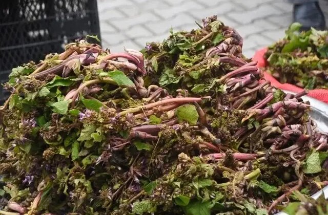 Savaşa giden askerler kullanırmış! Faydaları saymakla bitmiyor