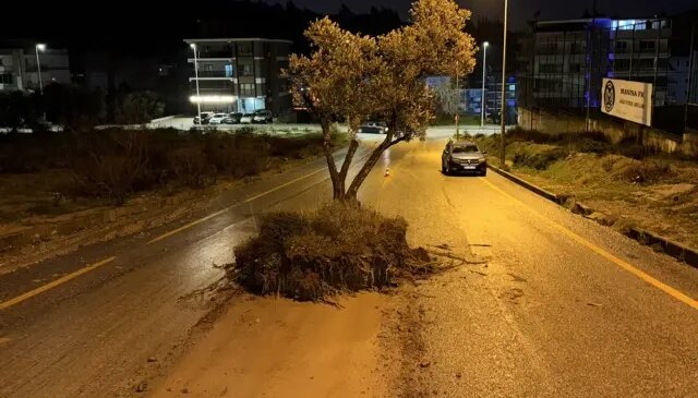 Sel suları kökünden söktüğü zeytin ağacını yola sürükledi