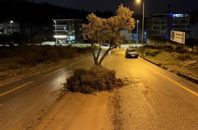 Sel suları kökünden söktüğü zeytin ağacını yola sürükledi