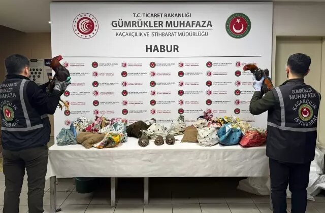 Şırnak’ta 40 adet kanatlı hayvan ele geçirildi