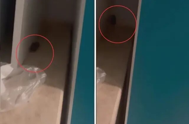 Skandal görüntüler! Hastanede fare görüldü, yönetimin aldığı önlem pes dedirtti