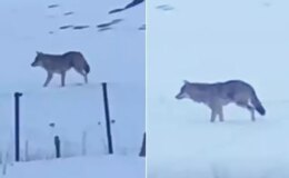 Efsane kurt sonunda görüntülendi! Tam 5 yıldır bu şekilde yaşıyor