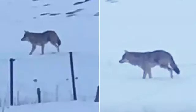 Efsane kurt sonunda görüntülendi! Tam 5 yıldır bu şekilde yaşıyor