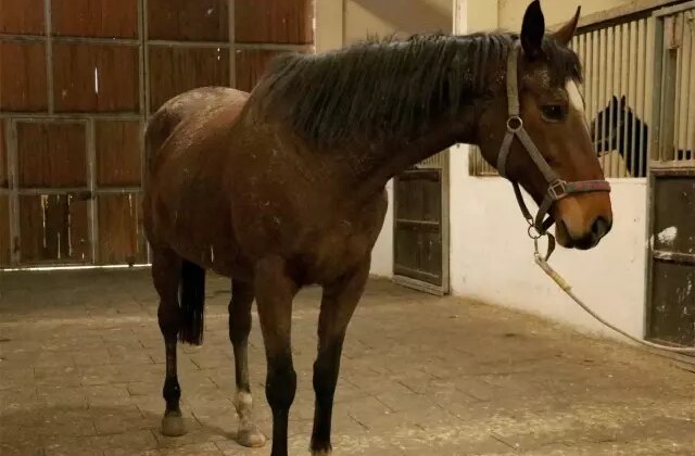 Ne otel de ne de şirket! Yanlış duymadınız, TMSF bu kez at satıyor