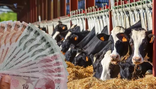 TÜİK verileri ile ortaya çıktı: İşte en çok büyükbaş hayvanın olduğu ilimiz