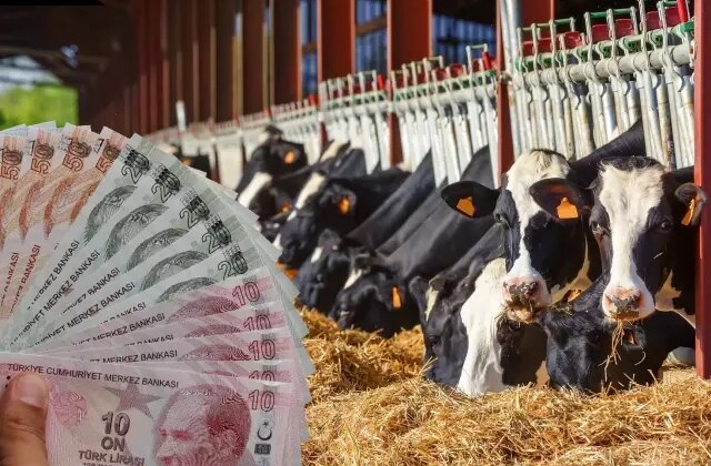 TÜİK verileri ile ortaya çıktı: İşte en çok büyükbaş hayvanın olduğu ilimiz