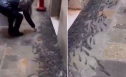 Ülkede şoke eden görüntü! Balıklar sokaklara taşındı