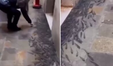 Ülkede şoke eden görüntü! Balıklar sokaklara taşındı