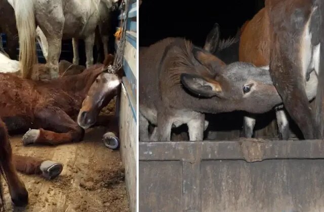Vatandaşa et ve eşek eti yedirilen ilde ekipler teyakkuza geçti
