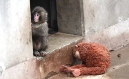 Yavru maymun Punch’ın son görüntüsü izleyenleri üzdü