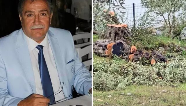 Zeytin ağaçlarını kesen ve görevinden istifa eden Kılbey’e para cezası