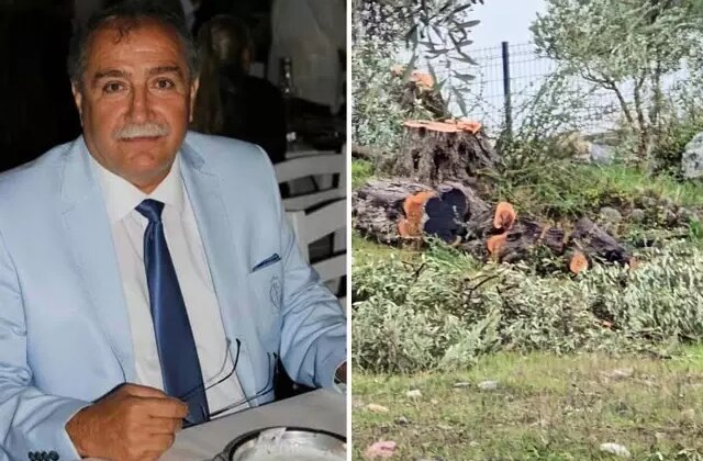 Zeytin ağaçlarını kesen ve görevinden istifa eden Kılbey’e para cezası