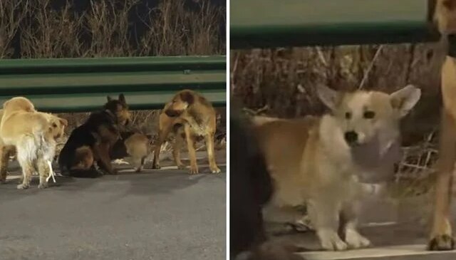 7 köpeğin kesimhaneden inanılmaz firarı: Askeri disiplinle 16 kilometre yürüdüler!”