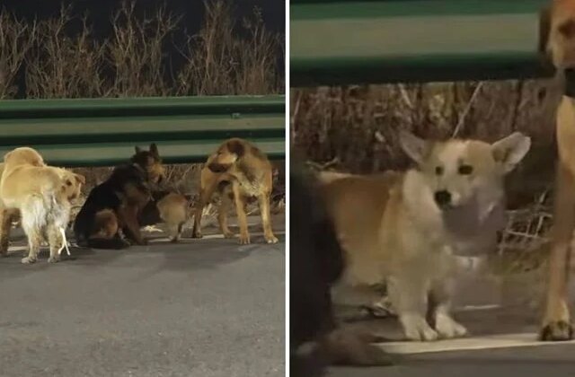 7 köpeğin kesimhaneden inanılmaz firarı: Askeri disiplinle 16 kilometre yürüdüler!”