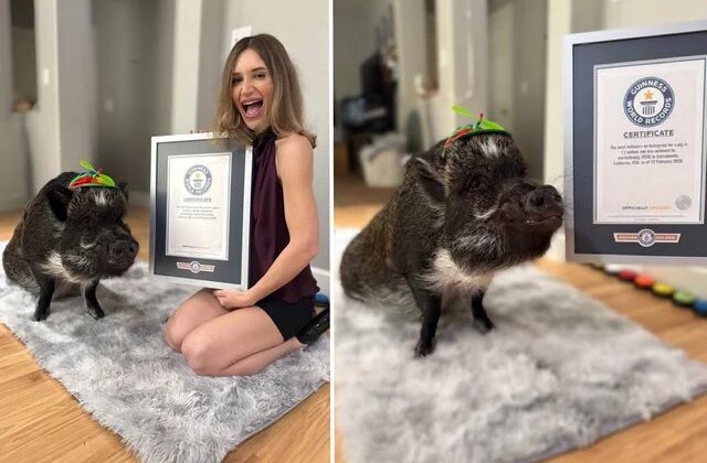 Adını dünya rekorlarına yazdıran domuz: Merlin