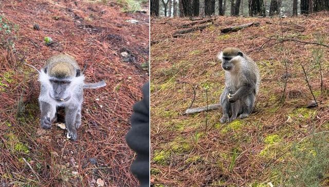 Afrika değil Denizli! Mantar aramak için çıktığı ormanda karşılaştığı hayvana bakın