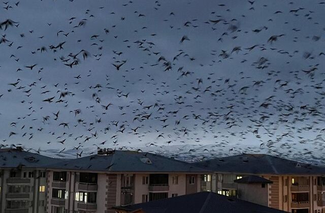 Görüntüler doğudaki ilimizden! Şehri istila ettiler