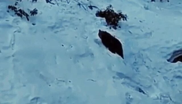 Ayder’de ayı yine sahnede! Kaçkarlar’da vahşi doğa heyecanı