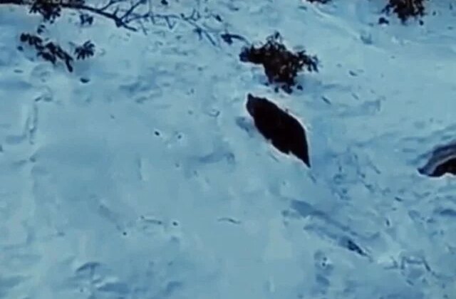 Ayder’de ayı yine sahnede! Kaçkarlar’da vahşi doğa heyecanı