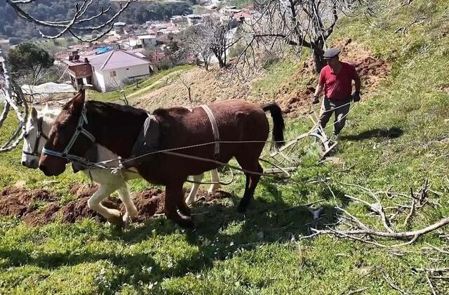 Aydın’da günlük 8 bin TL’ye at ile çift sürecek işçi bulunamıyor