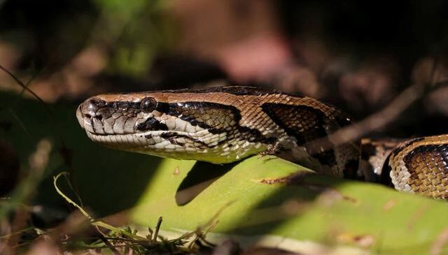 Bilecik’te jandarma operasyonunda nesli tükenme tehlikesindeki piton ele geçirildi