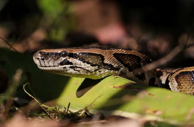 Bilecik’te jandarma operasyonunda nesli tükenme tehlikesindeki piton ele geçirildi