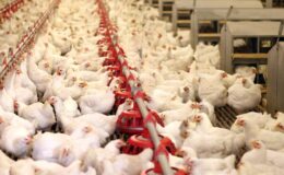 Bir dönemin ihracat şampiyonuydu: 40 yıllık marka icradan satışa çıkarıldı