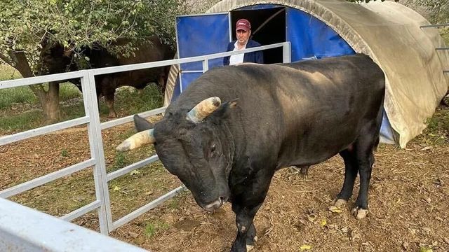 Aydın’da boğanın saldırdığı besici yoğun bakımda