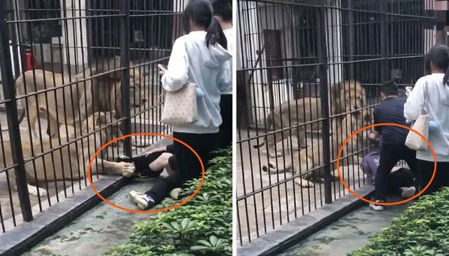 Çin’de dehşet anları: Aslan 10 yaşındaki kızın bacağını yakaladı