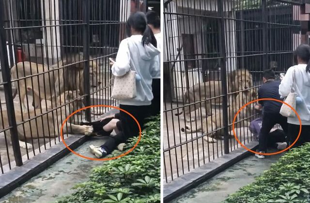 Çin’de dehşet anları: Aslan 10 yaşındaki kızın bacağını yakaladı