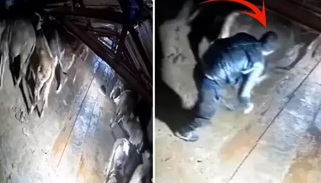 Dehşete düşüren görüntü Kars’tan: Besici zamanında yetişemese yanmıştı