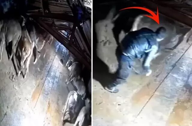 Dehşete düşüren görüntü Kars’tan: Besici zamanında yetişemese yanmıştı