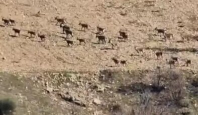 El sürmenin cezası 940 bin lira! Sürü halinde görüntülendiler