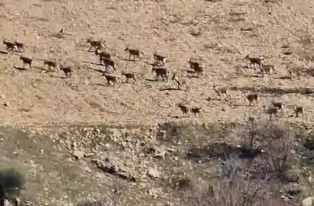 El sürmenin cezası 940 bin lira! Sürü halinde görüntülendiler