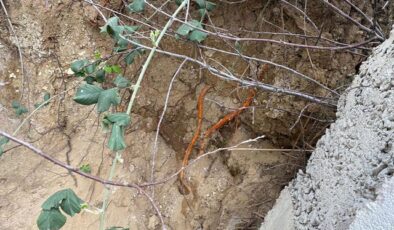 Fidan dikmek için bahçeye indi, toprağı eşeleyince dehşetle karşılaştı