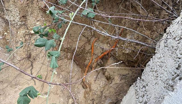 Fidan dikmek için bahçeye indi, toprağı eşeleyince dehşetle karşılaştı