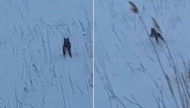 Görüntü Türkiye’den! Köylüler şaştı kaldı: Koskoca aslan yav