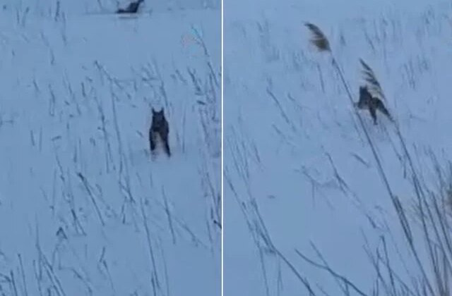 Görüntü Türkiye’den! Köylüler şaştı kaldı: Koskoca aslan yav