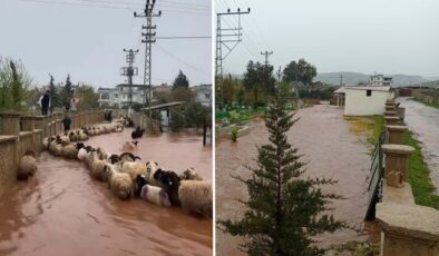 Hatay’da çoban kuzuları sele kapılmaktan son anda kurtardı