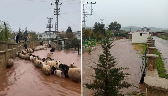 Hatay’da çoban kuzuları sele kapılmaktan son anda kurtardı