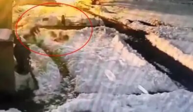 Hiç düşünmeden kurt sürüsünün içine daldı