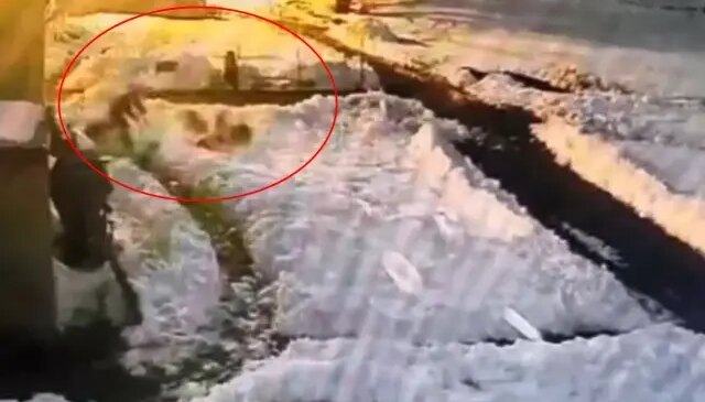 Hiç düşünmeden kurt sürüsünün içine daldı